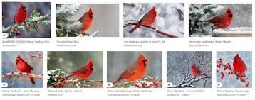 Winter Cardinal Art For Elementary Kids Leah Newton Art Senoracak has uploaded 1406 photos to flickr. winter cardinal art for elementary kids