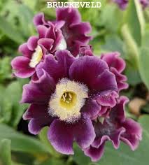 Image result for Primula x pubescens