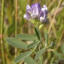 Image result for Medicago sativa