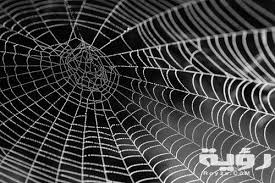 تفسير رؤية خيوط العنكبوت في الحلم موقع رؤية