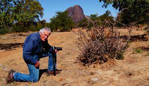 Image result for Aloe haroniensis