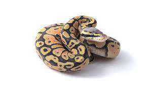 Super Pastel Orange Dream Ball Python Female 2016f001 Bhb Reptiles Ball Python Beautiful Snakes Orange Dream
