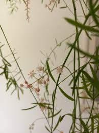 Image result for Asparagus falcatus