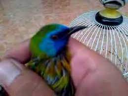 Cucak Rante Mas Gacor 26 08 15 Youtube
