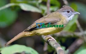 Memiliki kepala yang cukup lebar. Download Masteran Suara Burung Cucak Jenggot Gacor Full Mbeset Kasar Mp3 Grey Cheeked Bulbul