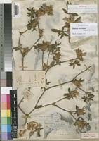 Image result for Blepharis diversispina