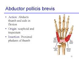 The antagonist of this muscle is flexor digiti minimi muscle. Lab Activity 11 Group Ii Muscles Martini Chapter