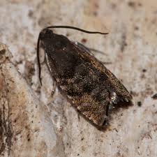 Image result for Cydia strobilella