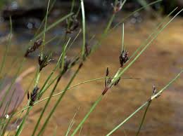 Image result for Schoenus