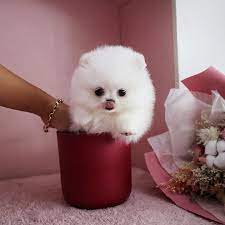 A V A I L A B L E Teacup Pomeranian Puppies For Sale Facebook