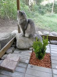 Varjoyrtin Puutarha Kissan Ulkoiluaitaus Cat Enclosure Cat Garden Cat Habitat
