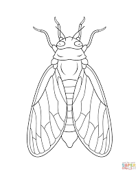 The spruce / miguel co these thanksgiving coloring pages can be printed off in minutes, making them a quick activ. Cicada Super Coloring Insect Art Animal Drawings Cicada