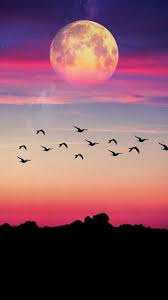tumblr p9gb38qgfi1w6rvggo1 1280 jpg 720 1280 landscape wallpaper scenery wallpaper nature pictures