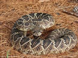 Snake Bites Can Be Deadly Florida Sportsman Scary Snakes Snake Rattlesnake
