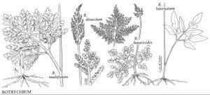 Image result for Ophioglossaceae