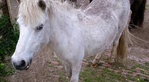 Für die vermittlung ist alleine der angeführte tierschutzverein/veterinäramt verantwortlich und zu kontaktieren. Vier Pferde Suchen Ein Zuhause Bunte Kuh E V Leer