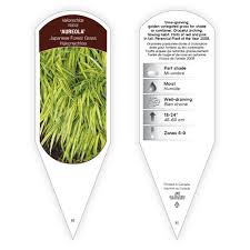 Image result for Microchloa afra