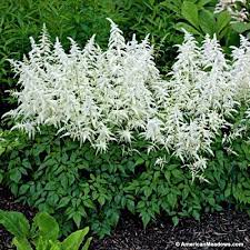 Deutschland Astilbe Astilbe Japonica Astilbe Plants