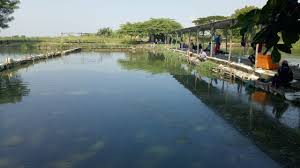 Jika ingin memancing di kolam, dan ikannya terkenal susah makan. Wisata Kolam Pancing Gagal Dapat Ikan Bisa Beli Yang Matang