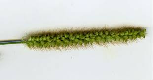 Image result for Setaria pumila