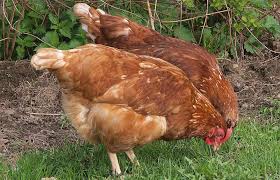 The egg is formed in the reproductive tract of a female chicken, called a hen. Do Hens Lay Eggs Without A Rooster