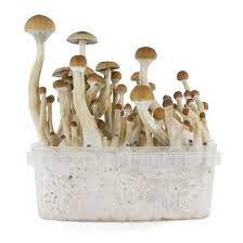 Fresh Mushrooms Grow Kit B For Sale Mushroom Grow Kit Fresh Mushrooms Stuffed Mushrooms