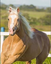 STEEL MOON PEJU (1 Cobertura) - LP Horses