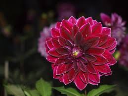 Auf den dahlienwiesen präsentieren sich die korbblütler mit sommerblumen, gräsern, kräutern und gemüsepflanzen in einer einzigartigen kombination. Zartes Rosa Bis Sattes Purpur Dahlien Sonderschau Im Britzer Garten Britz