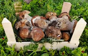 Maybe you would like to learn more about one of these? Funghi Freschi Di Sicilia Le Foglie Verdi Funghi Congelati Di Sicilia