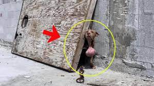 Cagnolino con un enorme tumore al collo si nascondeva in un cantiere: ecco come lo hanno salvato (VIDEO)