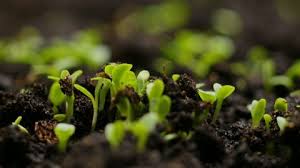 Would you like to learn how to germinate seeds quickly and easily? Seed Growing Stock Video Footage 4k And Hd Video Clips Shutterstock