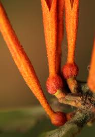 Image result for Phragmanthera usuiensis