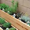 Turn a can of veggies into an herb garden! 1