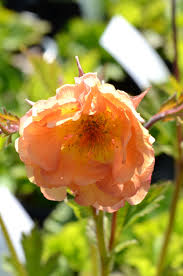 Geum 'mai tai' 0 reviews. Geum Mai Tai Westcountry Nurseries