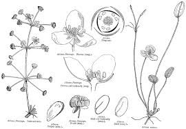 Image result for Alismataceae