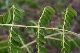 Image result for Guilandina bonduc