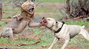 Most Powerful Fight Lion Vs Pitbull Pitbull Vs Lion Pitbulls African Lion Animals