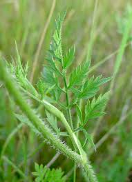 Image result for Daucus carota