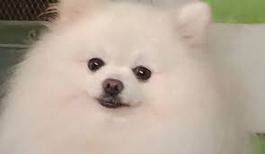White Pomeranian Puppies For Sale Home Facebook