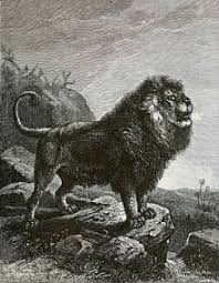Leao do atlas vs tigre siberiano. O Leao Do Atlas