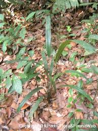 Image result for Mapania