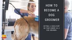 Register today to get certified. How To Become A Dog Pet Groomer The Definitive Guide For 2021