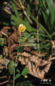 Image result for Sida veronicifolia