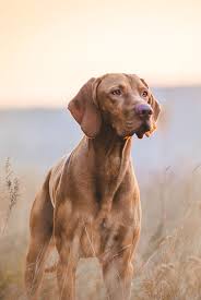 45 Best Large Dog Breeds For People Who Have A Lot Of Love To Give In 2021 Hound Dog Breeds Big Dog Breeds Best Large Dog Breeds