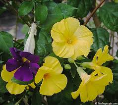 Image result for Reinwardtia