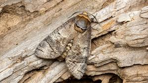 Image result for Cossus cossus