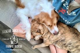 No posts selling or giving away family pets please. Rescue Dogs Rock Animal Rescue Home Facebook
