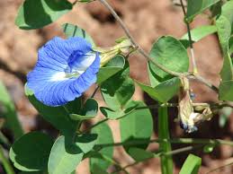 Image result for Clitoria