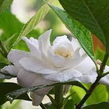 Why Are The Leaves On My Gardenia Turning Yellow Ehow Com Gardenia Plant Gardenia Trees Growing Gardenias