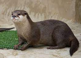 Asian Small Clawed Otter Otters Otter Pup Baby Otters
